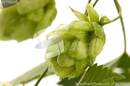 Image of Hop cone and leaves on white background 