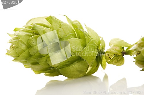 Image of Hop cone and leaves on white background 