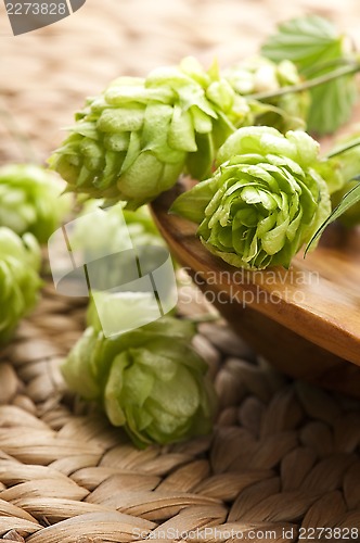 Image of Hop cone and leaves