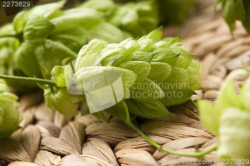 Image of Hop cone and leaves