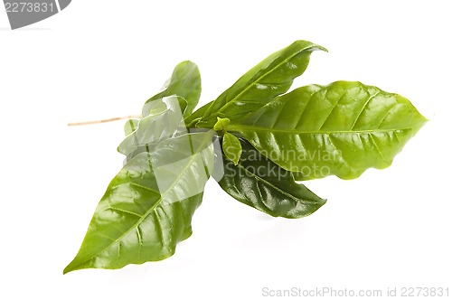 Image of Leaves coffee tree isolated on white 