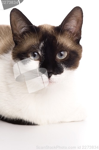 Image of Cat isolated over white background. Animal portrait.