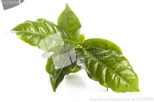 Image of Leaves coffee tree isolated on white 