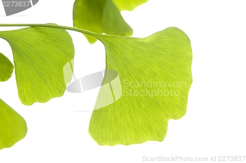 Image of Ginkgo biloba leaf isolated on white