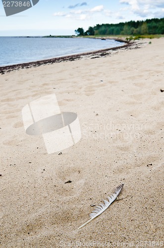 Image of Sandy seacoast and feather of the seagull in the foreground