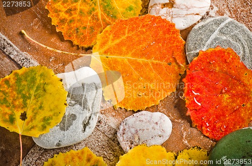 Image of Fallen autumn leaves on stones, close-up