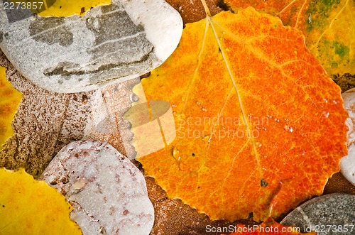 Image of Fallen autumn leaves on stones, close-up