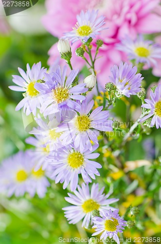 Image of Summer flowers bouquet, close-up