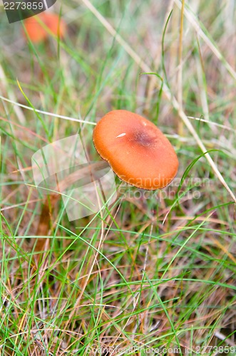 Image of Mushroom among grass, close-up