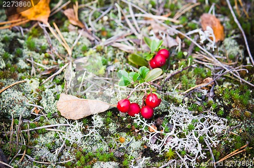 Image of Red berries of a cowberry on bushes, a close up