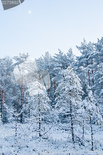 Image of winter landscape in the forest