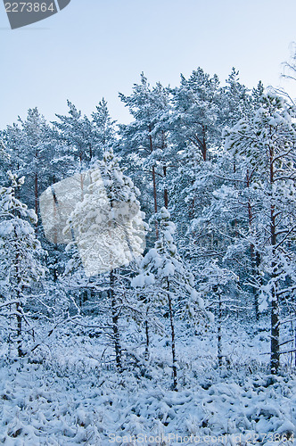 Image of winter landscape in the forest