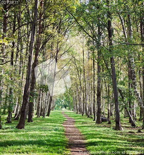 Image of The deserted avenue shined by solar beams in autumn park