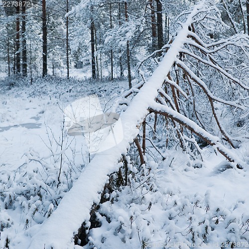 Image of winter landscape in the forest
