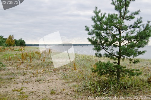 Image of Young pine on coast of Baltic sea