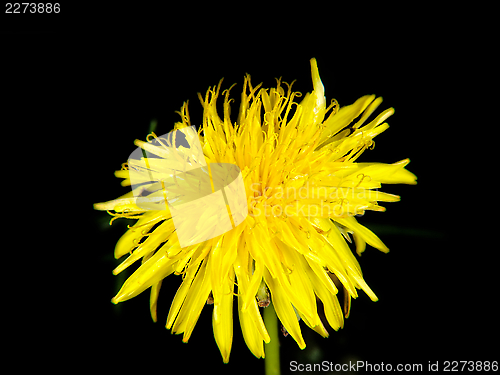 Image of Yellow dandelion
