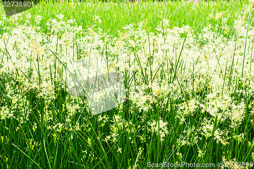 Image of Green Plant Background