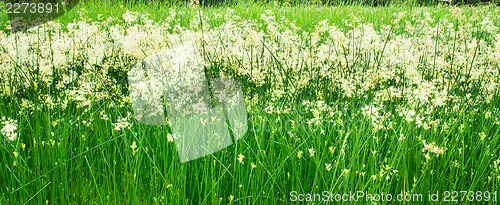 Image of Green Plant Background