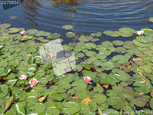 Image of Waterlily