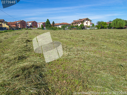 Image of Hay in a field