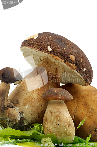 Image of Boletus