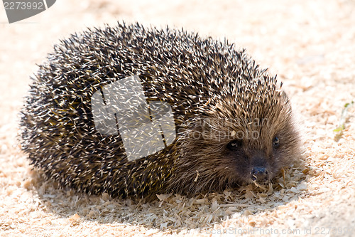 Image of hedgehog on sawdust background