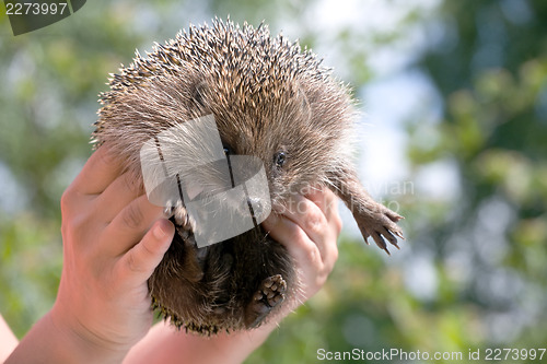 Image of hedgehog in human hands