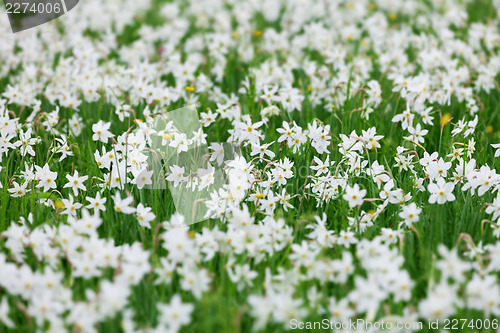 Image of Meadow with blooming wild white Narcissus