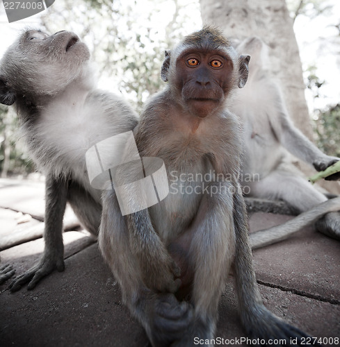 Image of Frightened young monkey - crab-eating macaque