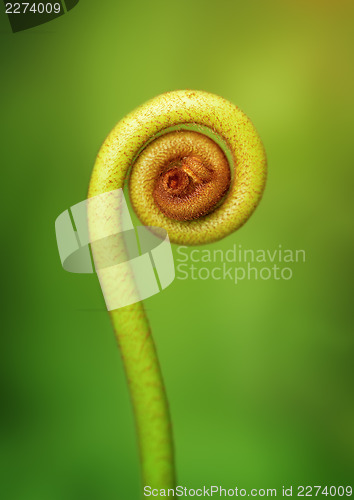 Image of Young shoot of fern close up