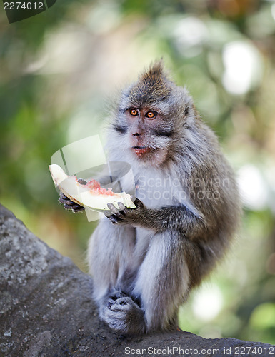 Image of Crab-eating macaque eat juicy fruit