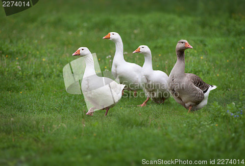 Image of Domestic geese on a meadow
