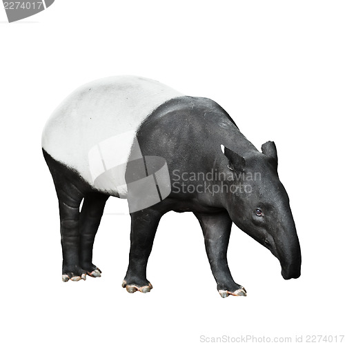 Image of Malayan Tapir isolated on white background