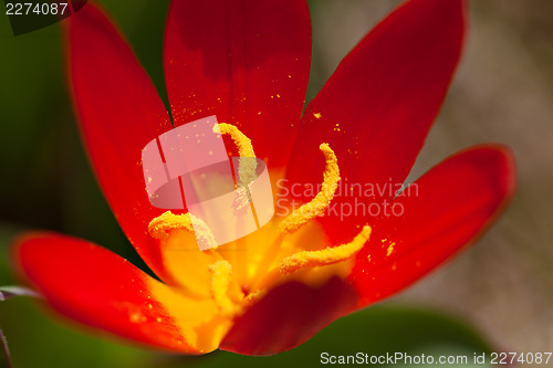 Image of Red Crocus Flower