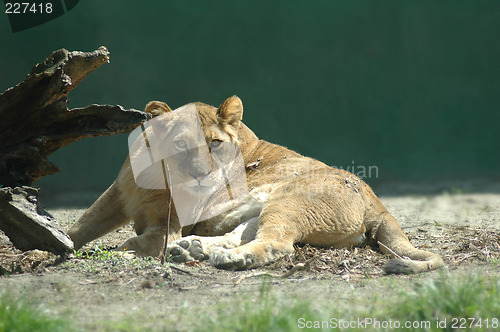 Image of Lioness