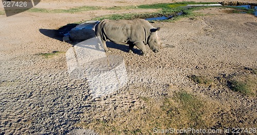 Image of White rhinoceros