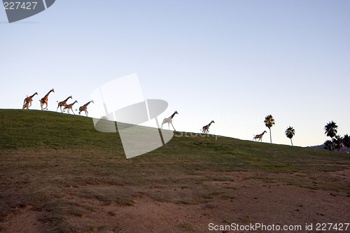 Image of Giraffe family