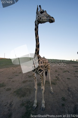 Image of solitary giraffe