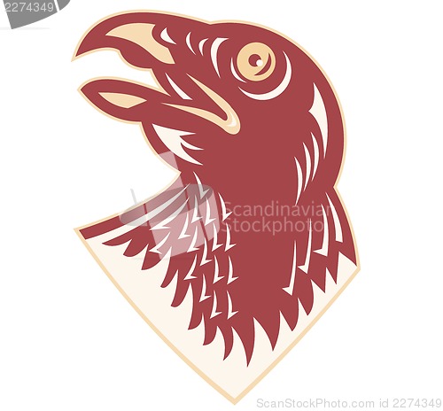 Image of Hawk Falcon Bird Head