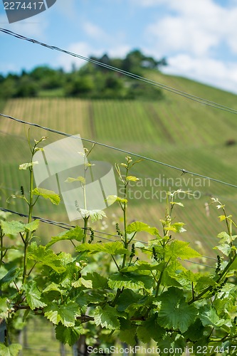 Image of Spring Vineyard