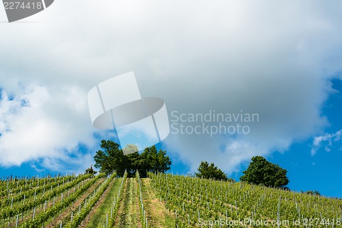 Image of Spring Vineyard with great blue sky
