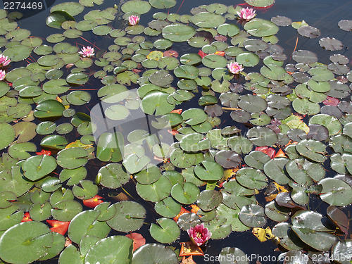 Image of Waterlily