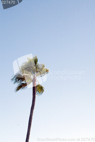 Image of Tropical Palm tree