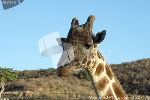 Image of Giraffe Close-up