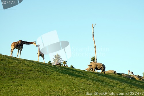 Image of Giraffes and rhino