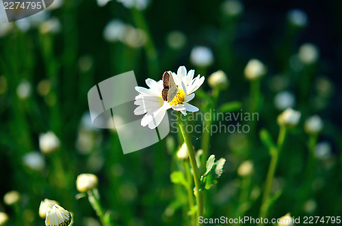 Image of butterfly