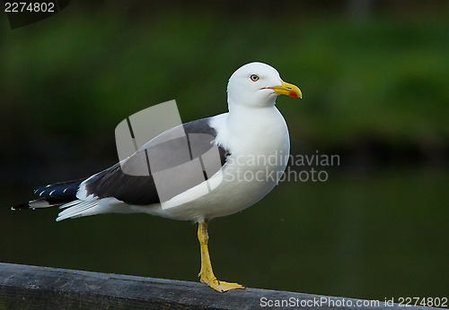 Image of Lesser Black-backed Gull