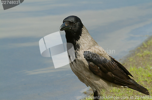 Image of Hooded Crow