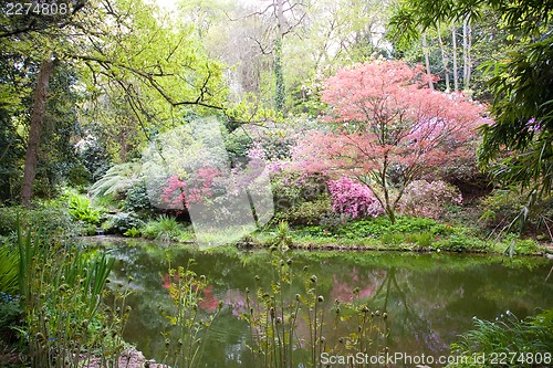 Image of Blooming trees in the nature