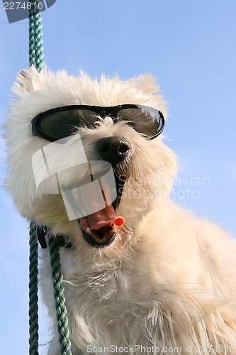 Image of Happy Westie dog